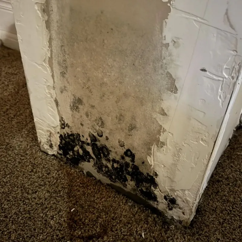 Professional Mold Removal in Washington County, UT